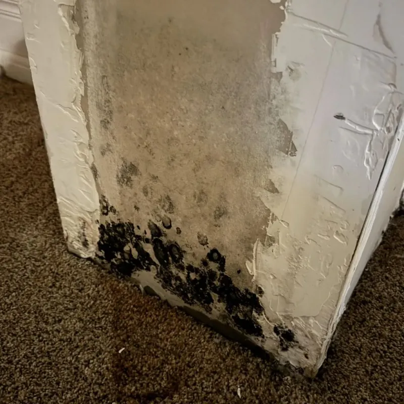 Professional Mold Removal in Weedpatch, CA